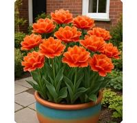 Tulipano sofisticato - Eleganza naturale con colori brillanti per ogni decorazione-6bulbi-V