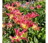 tulipano, tappezzante resistente in vaso balcone giardino 25bulbi