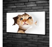 Tulup Dipinto Su Tela Pittura Su Un Muro 100x50cm - Gatto In Una Buca