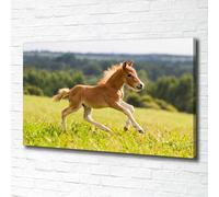 Tulup Dipinto Su Tela Pittura Su Un Muro 100x70cm - Un Puledro Al Galoppo