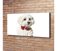 Tulup Dipinto Su Tela Pittura Su Un Muro 120x60cm - Maltese Sotto Tiro