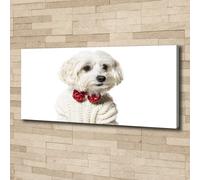 Tulup Dipinto Su Tela Pittura Su Un Muro 125x50cm - Maltese Sotto Tiro