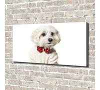 Tulup Dipinto Su Tela Pittura Su Un Muro 140x70cm - Maltese Sotto Tiro