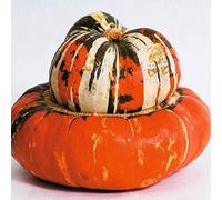 Turchi Turbante, (Turban Squash), Cucurbita Maxima, 10 Semi Seeds ONLY