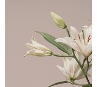 turn the light on: acoustic reimagination v1