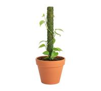 Tutor di Muschio,Tutor Embedable - Supporto per Monstera | per Edera Cactus e Grassi Giardino Interni Esterni Balcone