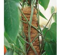 TUTORE MUSCHIATO Ø 6 x 120 h VERDEMAX PER PIANTE RAMPIACANTI INTERNO GIARDINO
