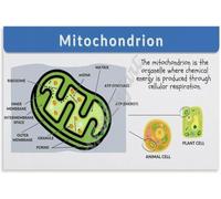 TVBQTEQS Biology Cell Organelles Poster Mitochondria Structure and Function Educational Science Chart for Classroom Study(Framed,12x18inch(30x45cm))