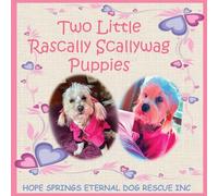 Two Little Rascally Scallywag Puppies