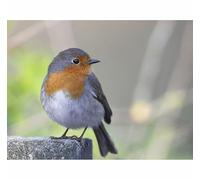 TWYYDP Puzzle Classico 1000 Pezzi,Pettirosso Animale Puzzle di Legno,Mettiti Alla Prova