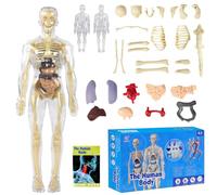 Tyafzzn Modello di anatomia per bambini, figura di anatomia,Modello del corpo umano per bambini, Formazione prescolare per bambini, Scheletro umano con muscoli, Modello per anatomia