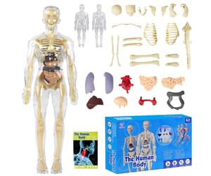 Tyafzzn Modello di anatomia per bambini, figura di anatomia,Modello del corpo umano per bambini, Formazione prescolare per bambini, Scheletro umano con muscoli, Modello per anatomia