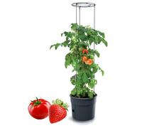 Tymar Vaso per pomodori, pomodori, pianta di pomodoro, balcone con traliccio, con serbatoio d'acqua (1 pezzo, ø 40 cm)