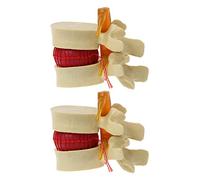 Tynmoel 2X Vertebre Lombari Modello Anatomico Colonna Vertebrale Lombare del Disco Anatomia Strumento Didattico Modello