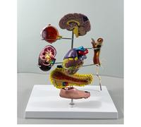 Type II Diabetes Model Set, Replica for Human Anatomy and Physiology Education, Anatomy Model for Doctor's Offices and Classrooms, Medical Learning Resources