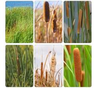 Typha latifolia decorazione balconi semi di medicinali balcone resistenti cucina giardino selvatici ufficio 200pcs