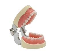 Typodont Denti Modello Pratica Typodont con 32 Rimovibili per Didattica Studio Modello Anatomico Rimovibile