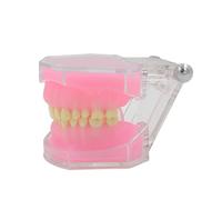 Typodont - Modello di denti per insegnamento medico, completamente staccabile, per scuola, ospedale, ricerca, modello Typodont, strumento didattico completamente rimovibile