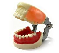 Typodont - Modello di denti per l'educazione dentale, simulazione di incisione e drenaggio di massa orale, modelli di denti per adulti per dimostrazione e insegnamento degli studenti