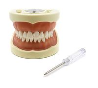 Typodont Modello Modello Denti Modello Denti Modello di Insegnamento Denti Modello Con Dente Rimovibile 28/32 Denti Modello/Set