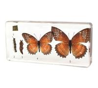 tysdyzgs Esemplari di Crescita delle Farfalle Montessori, esemplari di Animali Giocattoli educativi per Bambini Camera da Letto,Butterflies