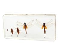 tysdyzgs Esemplari di Crescita delle Farfalle Montessori, esemplari di Animali Giocattoli educativi per Bambini Camera da Letto,Dragonflies