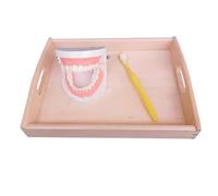 tysdyzgs Modello di Dente Montessori, Aiuto didattico per l'area della Vita Quotidiana dei Bambini per Comprendere la Struttura dei Denti