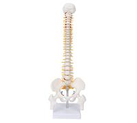 TYTOGE Modello di Colonna Vertebrale con Dettagli Anatomici | Materiale in PVC resistente, ideale per l\'educazione del paziente, visione anatomica chiara, lunghezza 45 cm