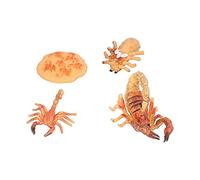 TYTOGE Set di Giocattoli per il Ciclo di Vita dello Scorpione, Modelli | Materiale plastico, migliora l\'apprendimento, adatto a partire dai 3 anni, visualizza le fasi degli insetti