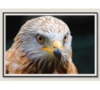 Uccelli rapaci - Set di puzzle in legno da 500 pezzi: gioco di puzzle rilassante fai da te, rompicapo (14 anni+)