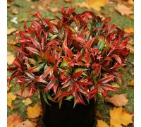 Uieke 6 piante artificiali da esterno, resistenti ai raggi UV, fiori tropicali finti, piante in plastica, arbusti di gloria mattutina, foglie autunnali, fogliame, per fioriere da appendere, giardino,