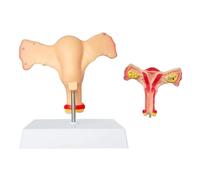 UIGJIOG 1: 1 Modello di Anatomia dell'ovaio dell'utero Femminile Umano a grandezza Naturale L'organo riproduttivo Mostra l'ovaio bilaterale della Vagina Scheda Manuale Prodotto e Il PVC