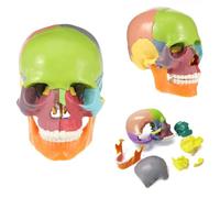 UIGJIOG 15 Pezzi Modello di Cranio Umano Anatomia Modello di Cranio Puzzle colorato Modello di Cranio Medico per Anatomia Umana esploso Cranio Modello di insegnamento Rimovibile