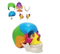 UIGJIOG 22Piece Cranio Umano Modello Puzzle Cranio Esploso Modello Cranio, Staccabile Mini Colore Umano Cranio Medico Modello Clinica Dentale Attrezzature L'insegnamento Insegnamento Apprendimento