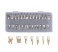 UIGJIOG 28 Modelli Permanenti Completi di Denti, Modelli Artificiali di Denti, Modelli Dimostrativi di Denti, Modelli di Ricerca Dentale di Educazione Dentale