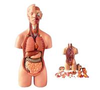 UIGJIOG 55cm Torso Umano Modello, Assemblato Modello, Medico Anatomia Umana Corpo Anatomico Modello Giocattoli Educativi