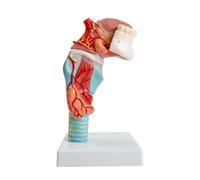 UIGJIOG Anatomia del Collo Modello anatomico della Lingua e della Gola Umana Modello Lingua-Dente-Gola Include Lingua, Denti, ghiandola tiroidea, Struttura della laringe Modello di Studio