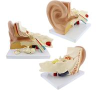 UIGJIOG Anatomia dell'orecchio Umano Modello 3 Pezzi (2 Rimovibili) Modello Auricolare Umano Anatomia Auricolare Esterna 3D, Modello a Orecchio Interno Medio, con Base di Base con Base
