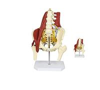 UIGJIOG Anatomico Modello per Lombare della Parte Posteriore Modello Anatomico per Adulto di Formato del Disco Lombare Ernia Pelvico Modello Reale Human Anatomy Modello