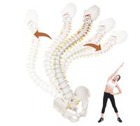 UIGJIOG Antomy spinale Flessibile 86 cm Modello di Colonna vertebrale a grandezza Naturale con nervi, Vertebre, arterie, Colonna Lombare, Bacino Maschile, Modello di Colonna vertebrale Flessibile