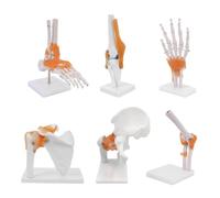 UIGJIOG Articolazione del Corpo Umano Set di 6 Pezzi Anatomia Modello Scheletro Modello articolazione a grandezza Naturale Spalla Gomito Anca Piede Mano Ginocchio Modello di articolazione Risorse