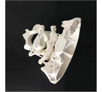 UIGJIOG Atlante e ASSE del Modello dell'osso occipitale con Il Modello della Gamba occipitale Modello della Gamba occipitale Umana Vertebre cervicali in Materiale PVC per la Formazione Medica