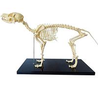 UIGJIOG Cane Scheletro Modello di ossatura del Modello, Il Cane con Supporto in plastica, Anatomia Veterinaria e Biologia Umana didattica veterinaria Insegnamento