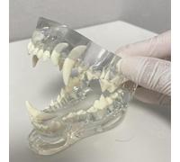 UIGJIOG Dog, Gatto Cane Denti Trasparenti Modello Anatomico Animali Dentali Mascella Dentale Dentale per Strumento Educativo Veterinario