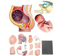 UIGJIOG Donne umane Modello di Anatomia del Bacino in Gravidanza Modello di Anatomia 4D di Bacino di Gravidanza con Modello di Anatomia Umana del feto per Bambini, aiuti alla biologia didattica