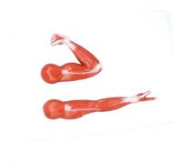 UIGJIOG Flessore ed estensore del Modello Muscolare del Braccio 2 Parti del Modello di Anatomia Umana Fitness e Riabilitazione mostrano ausili didattici