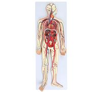UIGJIOG Il Modello di Sistema circolatorio Umano 90 cm Include Il Cuore Rimovibile e Lo Scheletro parziale, i Modelli di Anatomia Umana per Lo Studio dell'anatomia dei Medici