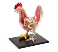 UIGJIOG Kit Modello Anatomia del Pollo 4D Vision Modello Anatomia del Pollo 32 Parti Staccabili Modello Animale Scientifico Puzzle da Assemblare
