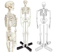 UIGJIOG Mini Modello di Scheletro Umano per Anatomia Modello di Scheletro da 33,4'' con Base in Metallo Braccia e Gambe Rimovibili per Studenti per Studiare Il Sistema Scheletrico Umano