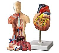 UIGJIOG Modelli di Anatomia del Corpo Umano e del Corpo, 28 cm Torso Model Strumenti di Studio Strumenti del Cuore 3D Modello 2pcs Modello Realistico Elementi Rimovibili + Kit Base